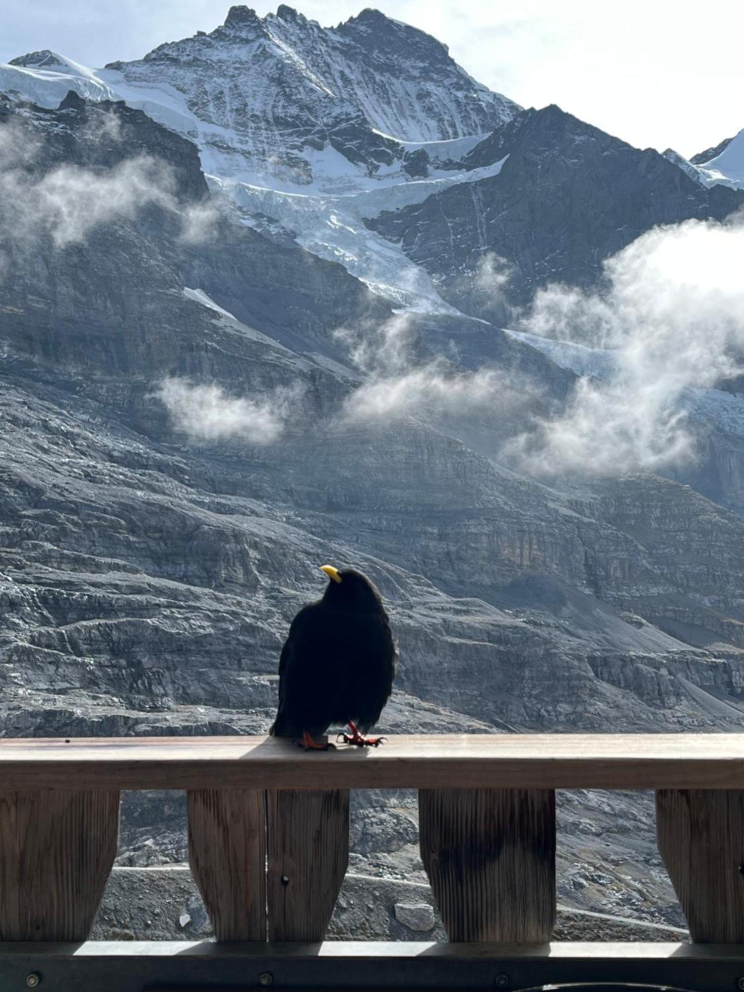 Chalet Viola Wengen Zewnętrze zdjęcie